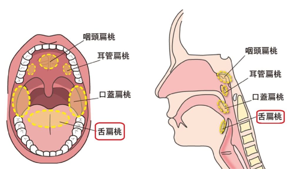 扁桃 腺 の 構造